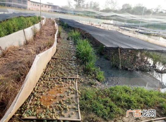 奔奔青蛙养殖视频 青蛙养殖田富丰