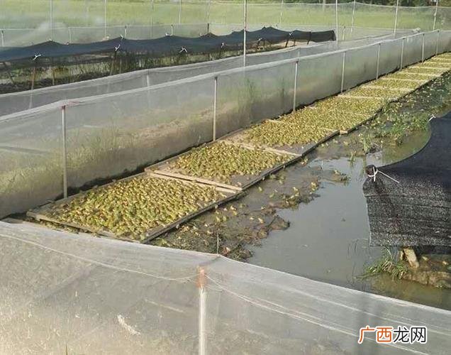 奔奔青蛙养殖视频 青蛙养殖田富丰