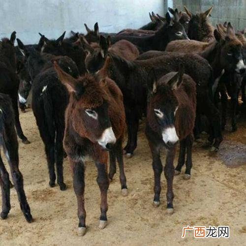 养殖驴怎么养 求购养殖驴