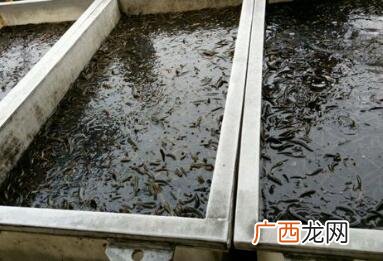 网箱养殖黄鳝技术 工厂化高密度养殖黄鳝