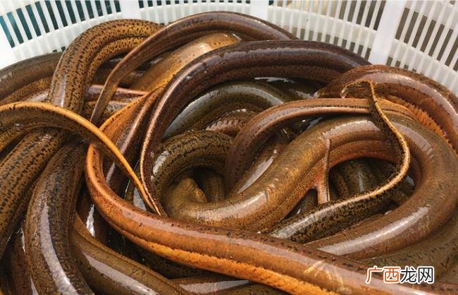 网箱养殖黄鳝技术 工厂化高密度养殖黄鳝