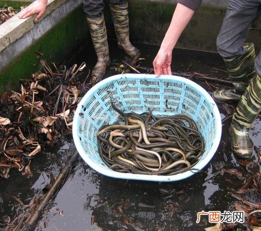 网箱养殖黄鳝技术 工厂化高密度养殖黄鳝