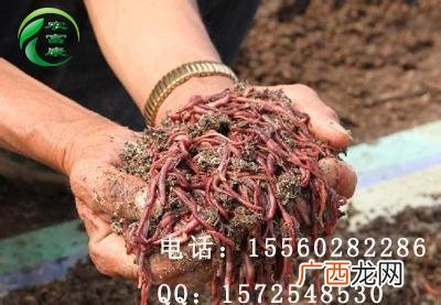 蚯蚓养殖视频 广西蚯蚓黄粉虫养殖场