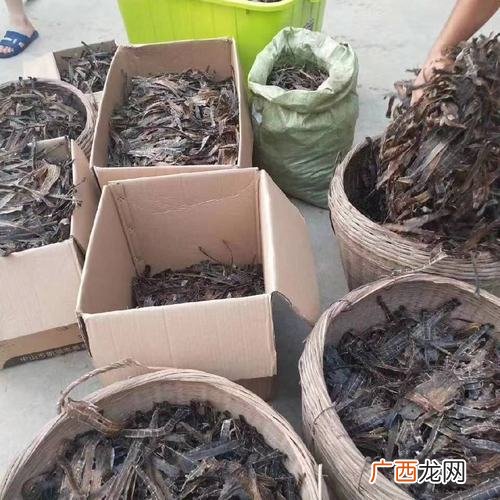广西横县蚯蚓养殖基地 广西野生蚯蚓养殖基地