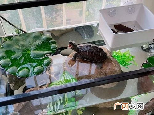 乌龟养殖场 龟养殖盘