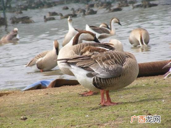 养殖的大雁出售违法吗 辽宁有回收养殖大雁的吗