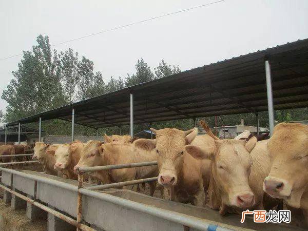 奶牛养殖技术要点 乳牛的养殖方法