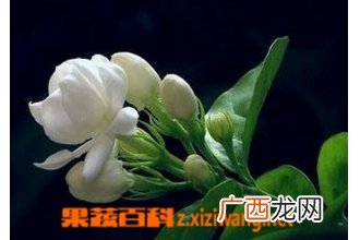茉莉花的嫩枝扦插繁殖方法