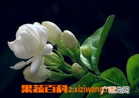 茉莉花的嫩枝扦插繁殖方法