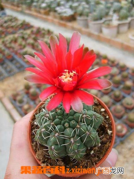 仙人球开花后怎么办 仙人球开花后养殖方法