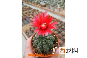 仙人球开花后怎么办 仙人球开花后养殖方法