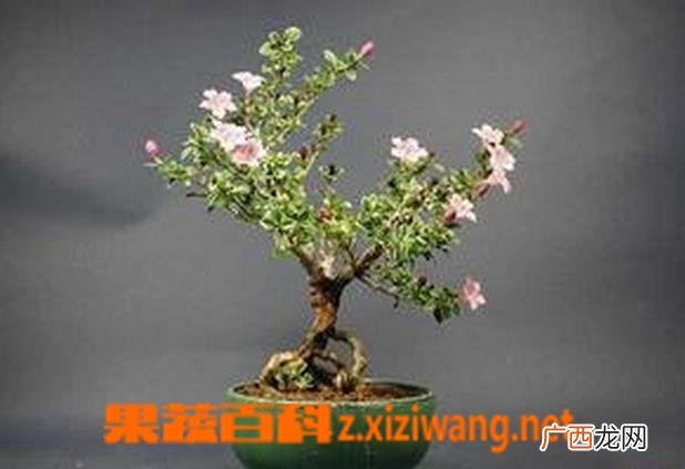 六月雪盆景的制作方法教程