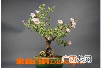 六月雪盆景的制作方法教程