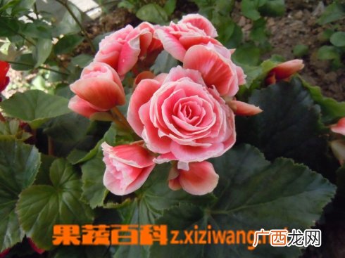 丽格海棠如何养 丽格海棠的养殖方法
