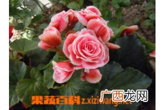 丽格海棠如何养 丽格海棠的养殖方法