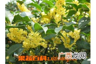 桂花树怎么修剪 修剪桂花树的方法技巧