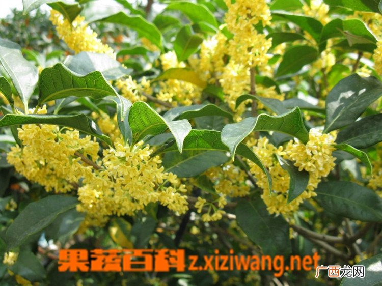 桂花树怎么修剪 修剪桂花树的方法技巧