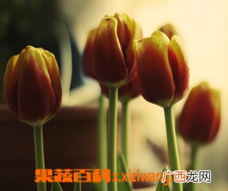 郁金香的养殖方法 养殖郁金香注意事项