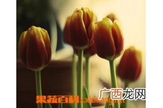 郁金香的养殖方法 养殖郁金香注意事项