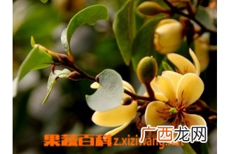 含笑花如何繁殖 含笑花的繁殖方法