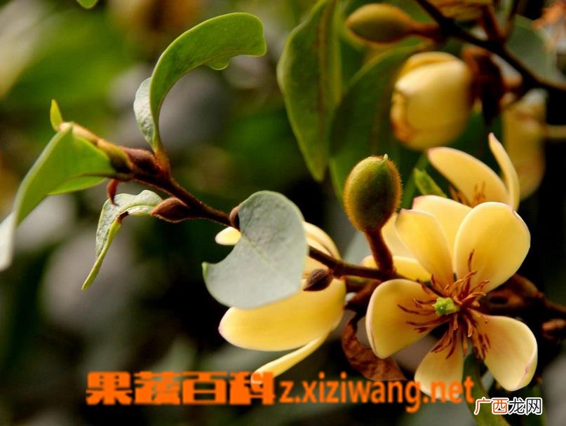 含笑花如何繁殖 含笑花的繁殖方法