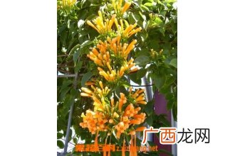 炮仗花的扦插繁殖方法