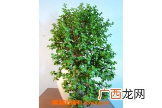 金枝玉叶怎么修剪 修剪金枝玉叶的方法技巧