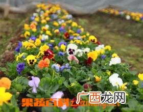 七色堇的品种和观赏价值 七色堇的栽培方法
