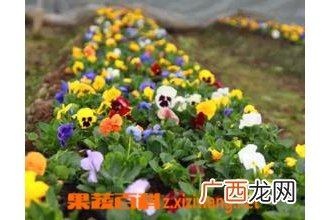 七色堇的品种和观赏价值 七色堇的栽培方法