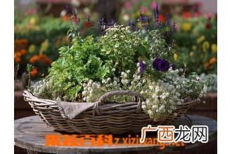 羽衣甘蓝怎么养 羽衣甘蓝的养殖方法技巧