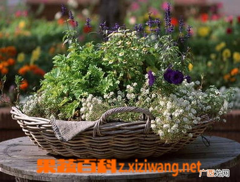 羽衣甘蓝怎么养 羽衣甘蓝的养殖方法技巧