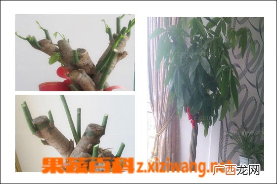 发财树如何修剪 发财树修剪步骤图解