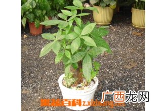发财树如何修剪 发财树修剪步骤图解