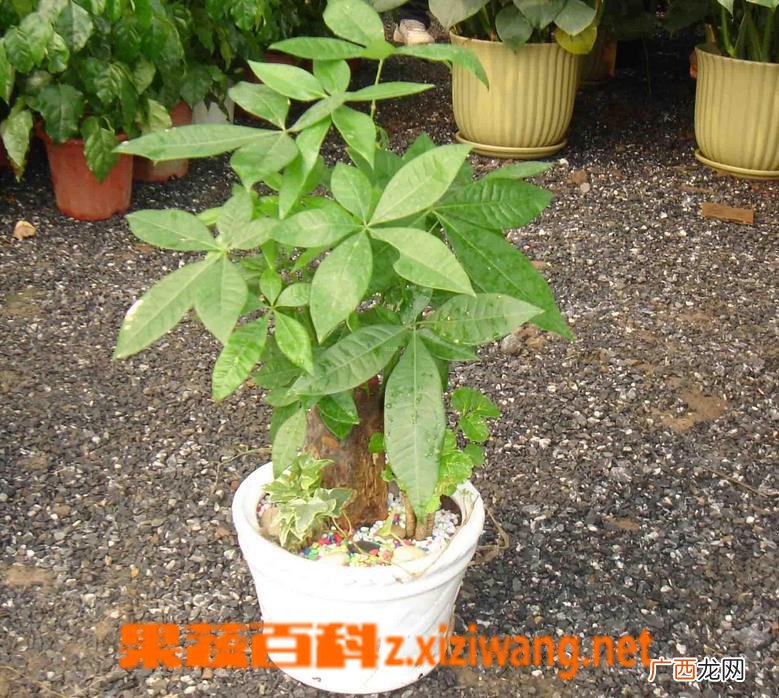 发财树如何修剪 发财树修剪步骤图解