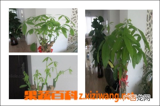 发财树如何修剪 发财树修剪步骤图解