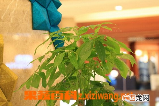 发财树如何修剪 发财树修剪步骤图解