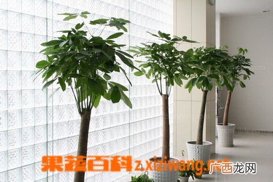 发财树如何修剪 发财树修剪步骤图解