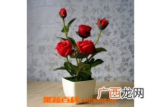 小月季花养殖方法及注意事项