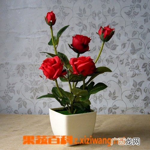 小月季花养殖方法及注意事项
