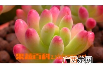 八千代图片 多肉八千代怎么养