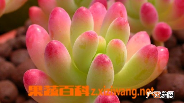 八千代图片 多肉八千代怎么养