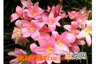风雨兰如何养 风雨兰的养殖养护方法
