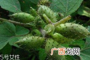 苍耳子能治风湿吗治风湿配方