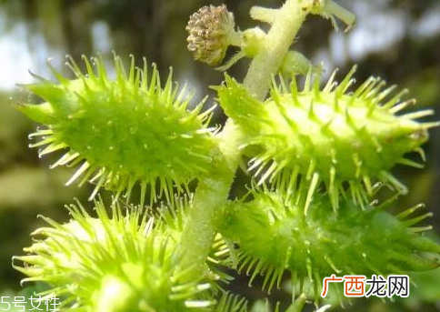 苍耳子能治风湿吗治风湿配方