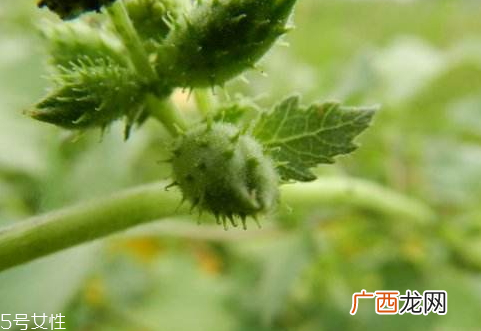 苍耳子能治风湿吗治风湿配方