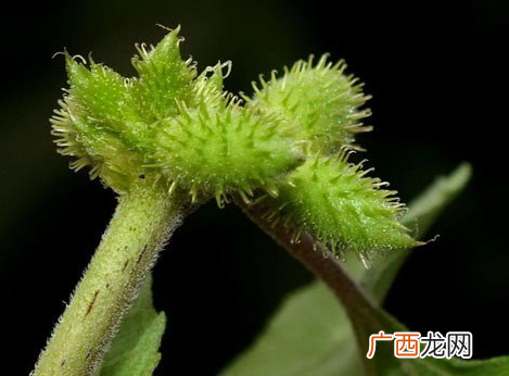 苍耳子能治痔疮吗治痔疮偏方