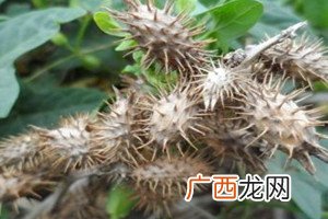 苍耳子能治痔疮吗治痔疮偏方