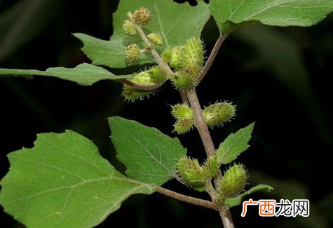 苍耳子能治痔疮吗治痔疮偏方