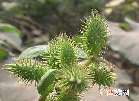 苍耳子能治耳鸣吗苍耳子治耳鸣配方