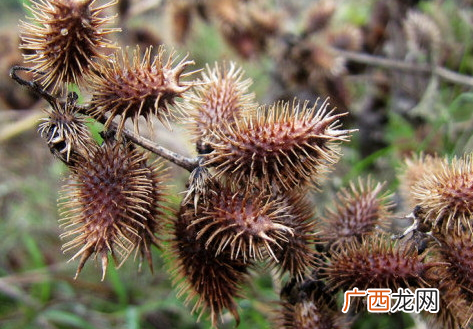 苍耳子能治耳鸣吗苍耳子治耳鸣配方